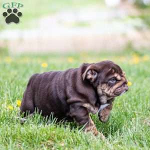 Chanel Cocoa, English Bulldog Puppy